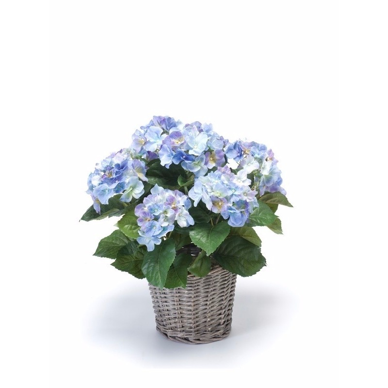 Buitenplant Hortensia blauw 45 cm