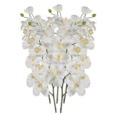 Witte Phalaenopsis op steel 100 cm 5 stuks